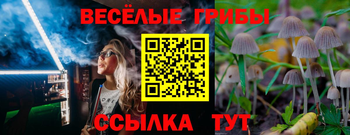 Галлюциногенные грибы прущие грибы  Вход с VPN  Ржев  Галлюциногенные грибы Psilocybe 